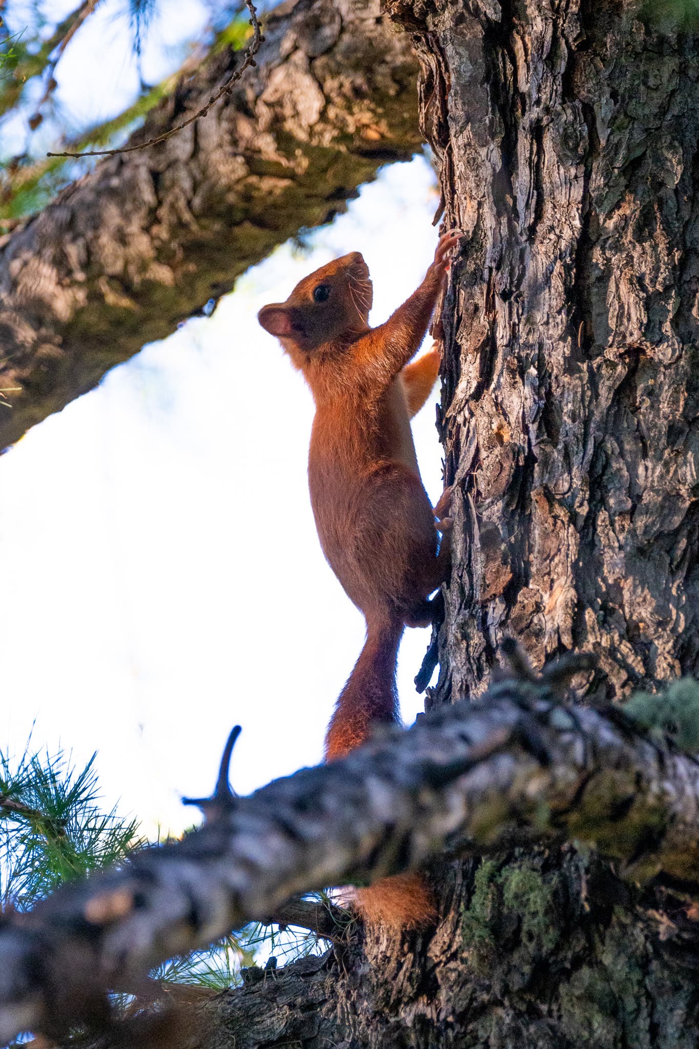 Animaux