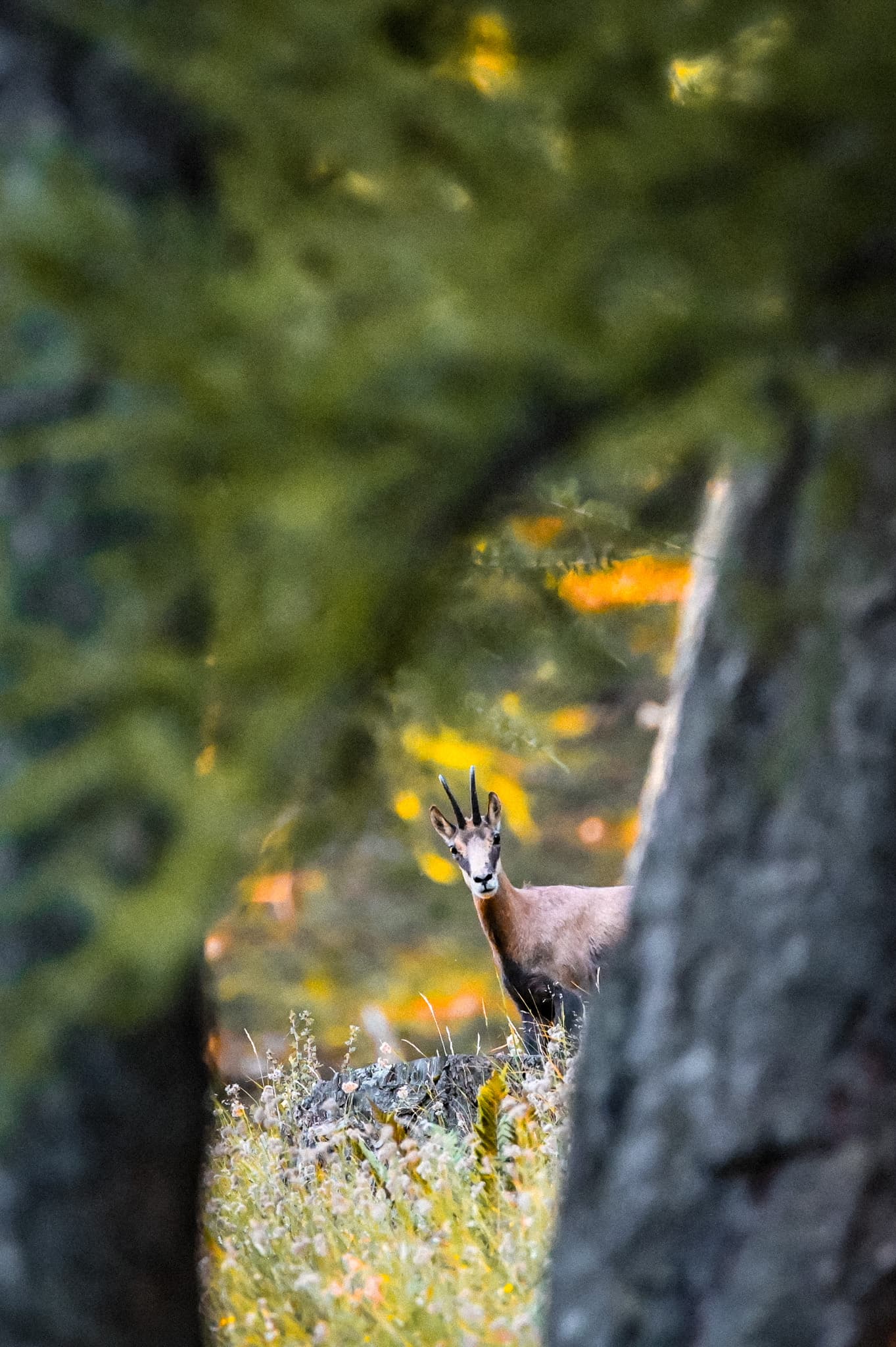 Animaux